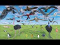 Bird Size Comparison - 3D Animation Comparison