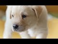 The Best Dogs of BBC Earth | Top 5 | BBC Earth
