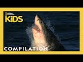 Things You Wanna Know 🐊 | 20 Minutes | Nat Geo Kids Compilation | @natgeokids