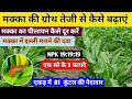मक्का की ग्रोथ कैसे बढ़ाएं // मक्का का पीलापन कैसे दूर करें // 1 एकड़ से 81 कुंतल की पैदावार
