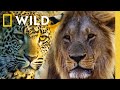 🔴 LIVE: Predator Battles: Lions vs Leopards vs Hyenas | Savage Kingdom Livestream | Nat Geo Animals