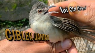 Anakan Burung Ciblek Gunung Jantan Dan Jinak 180_X_320_jpg