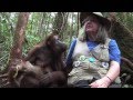FreeAnimalVideo.org Visits OFI (Orangutan Foundation International) in Indonesia