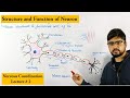 Neuron |How nervous system works|