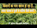 चने मे ज्यादा फलाव के लिए क्या करें ? चने में फुल बहुत आते हैं, लेकिन फलियां नहीं बन रही, क्या....