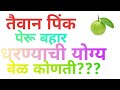 तैवान पिंक पेरू बहार धरण्याची योग्य वेळ कोणती???