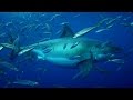 20+ Foot Megashark Filmed in Mexican Waters