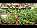వర్షంలో మిద్దె తోట మీరే చూడండి ఎలా ఉందో 🤩👌||terrace gardening||housewife creatives||midde thota