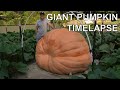 2480 lb Giant Pumpkin Timelapse | aka \