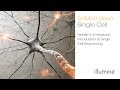 Needle in a Haystack: Introduction to Single Cell Sequencing | Illumina SciMon Video
