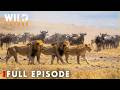 Ultimate Predators: Lion Battle Zone (FULL EPISODE) | Nature Animal Documentary