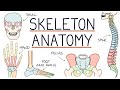 Anatomy of the Skeleton