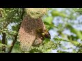 Baya Weaver Bird Documentary