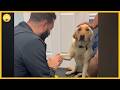 Video of injured dog learning to trust vet goes viral l GMA