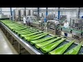 Inside the Factory: How Refreshing Aloe Vera Juice is Made (Full Process)