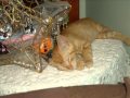 Garfield.wmv