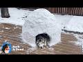 The Husky Who Needed an Igloo to Stop Crying | Bark \u0026 Bond