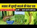 मक्का में सुण्ड़ी की बेस्ट दवा | Makka Mein Sundi Marne Ki Best Dawa |