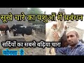 सबसे अच्छा सुखा चारा पशुओं के लिए कोनसा । गाय का सुखा चारा । gay shukha chara parbandhan ।