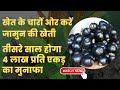 जामुन की खेती/ java plum cultivation