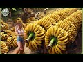 How Billions of Bananas Are Transported \u0026 Processed - Massive Banana Chips Factory