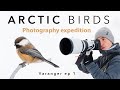 BIRD PHOTOGRAPHY in the ARCTIC  ⎸ Varanger Expedition ep 1
