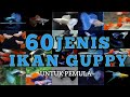 Mengenal 60 Jenis -Jenis Ikan Guppy