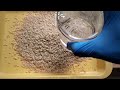 Whole Process of Cordyceps Cultivation in 60 seconds - USA Cordyceps