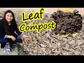 🔴LEAF COMPOST AT HOME WITH RESULTS IN SIMPLE STEPS/ Compost of dry leaves #leafcompost #gardening