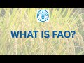 WHAT IS FAO?
