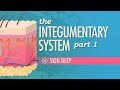 The Integumentary System, Part 1 - Skin Deep: Crash Course Anatomy \u0026 Physiology #6