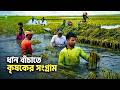 নেত্রকোনার হাওরে কৃষকের পানিবন্দী ধানকাটার যুদ্ধ | Farmers Struggle in Haor | Netrokona Bangladesh