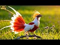 Top 100 Rare \u0026 Mysterious Birds 🕊️ With the Most Beautiful Songs on Earth | 4K ASMR