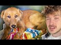 Rescuing a Abandoned \u0026 Abused Pregnant Golden Retriever