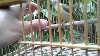 Suara Burung Emprit Gantil Betina Mp4 Hd Video Download Loadmp4 Com