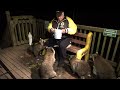 Small Mob of Raccoons the females are feeding the young tonight