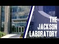 The Jackson Laboratory