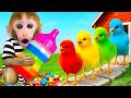 Monkey Bon Bon takes care of chicks e brinque ao monster truck com macaquinho