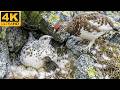 Rock Ptarmigan: 160 Days From Egg to Survivor (Wildlife Documentary Full Life Cycle in the Wild)