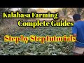 Kalabasa farming complete guides | how to grow squash step by step tutorials