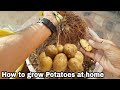 How to grow Potatoes at home