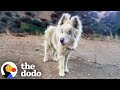 Abandoned Blind Husky Has The Best Glow Up | The Dodo