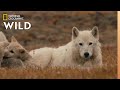 The Wolf Queen and Cubs | Kingdom of the White Wolf