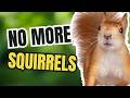 5 EASY Tips to Keep Squirrels Off Your Bird Feeders