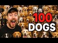 Mrbeast adopted 100 dogs 🐕 ❤️ @MrBeast