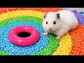 🐹 Hamster Escapes the Rainbow Maze [OBSTACLE COURSE]