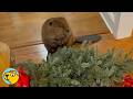 Baby Beaver Shocks Family By Building Christmas Dam