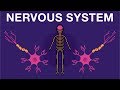 Nervous System - Get to know our nervous system a bit closer, how does it work? | Biology
