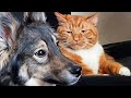 FUNNIEST Pets of The Year! 🤣