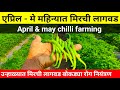 एप्रिल - मे महिन्यात मिरची लागवड | उन्हाळ्यात कोणती पिके घ्यावी | April - may pike | unhali mirchi